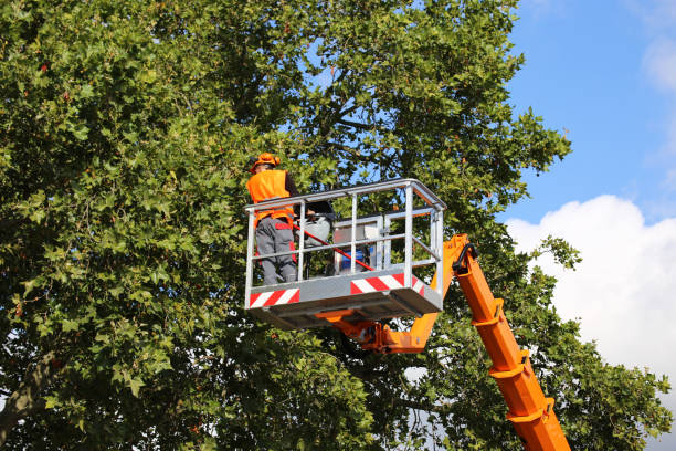 Tree and Shrub Care in River Oaks, TX